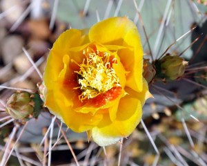 Cactus Flower